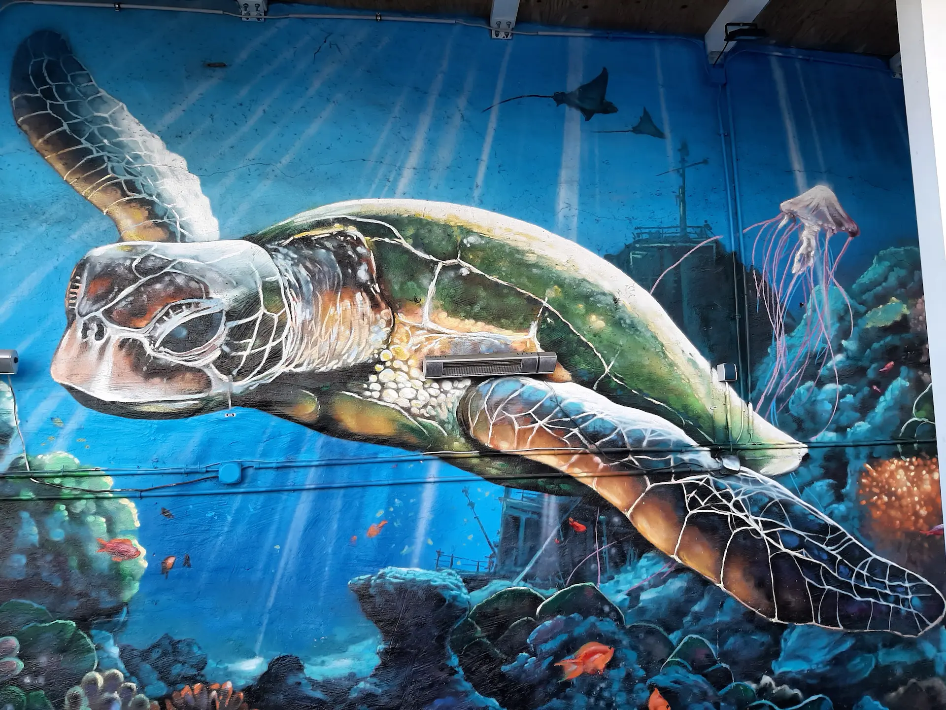 Außenbereich der Kneipe Ocean in Aachen mit riesiger Schildkröten-Wandmalerei